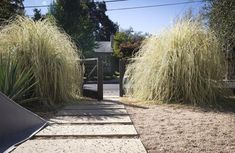 some tall grass and bushes in front of a gated area with steps leading up to it