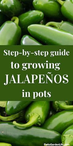 green peppers with the words step - by - step guide to growing jalapenos in pots