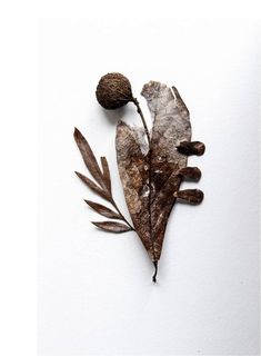 an image of a leaf and acorn on a white background