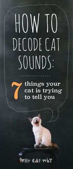 a cat sitting on top of a black box with the words how to decode cat sounds 7 things your cat is trying to tell you