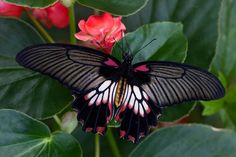 a black and white butterfly sitting on top of a pink flower next to green leaves