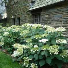 white flowers line the side of a stone building with green grass and bushes in front