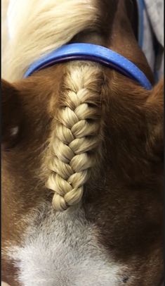 a brown and white dog with a blue collar on it's head is shown from the neck down