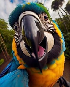 a blue and yellow parrot with its mouth open, showing it's teeth to the camera