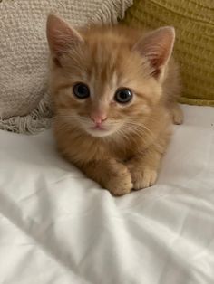 Orange Tabby Cats Kittens, Orange Cats Aesthetic, Ginger Tabby Cat Aesthetic, Orange Kittens Aesthetic, Tabby Kitten Orange, Cats Photos, Heartwarming Photos, Beautiful Kittens