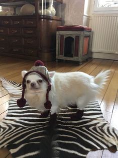 a small white dog wearing a hat on top of a zebra rug