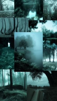 a series of photographs with trees and fog