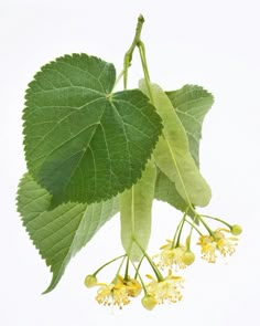 the leaves and flowers of this plant are blooming