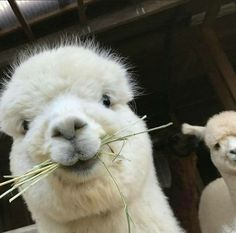 two white llamas eating grass in their pen