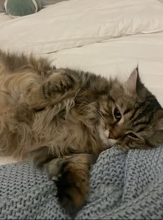 a cat laying on top of a bed next to a white comforter and pillows