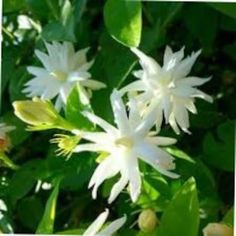 white flowers with green leaves in the background