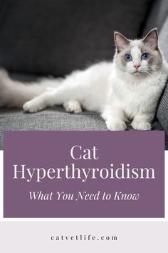 a cat laying on top of a couch with the words cat hyperrhoidism what you need to know