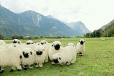 a herd of sheep standing on top of a lush green field covered in grass next to mountains