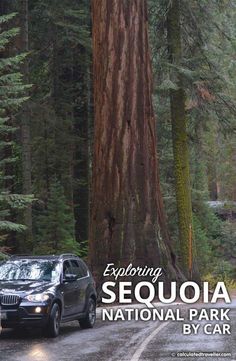 a car driving down a road next to a large tree in the middle of a forest