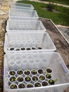 several plastic containers filled with small plants