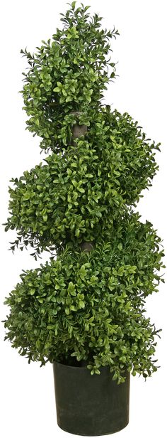 a potted plant with green leaves in it's topiary, on a white background