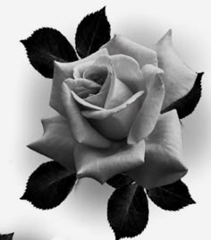 a black and white photo of a rose