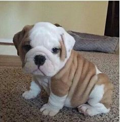 a brown and white puppy sitting on top of a carpeted floor next to a wall