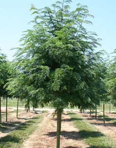 a small tree in the middle of a field with many trees on both sides and dirt roads