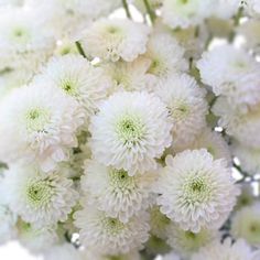 the white flowers are blooming in the vase