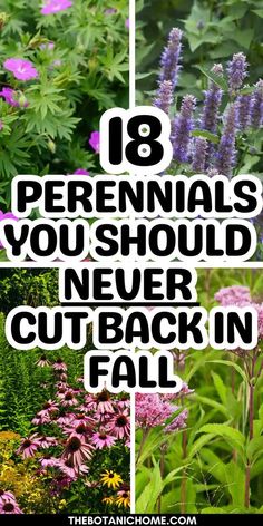 Discover the 18 perennials you should never cut back in fall! Learn about what flowers to plant in the fall and explore fall flowerbed ideas. Perfect for flowers for fall planters and the best plants for fall planters. Get insights on fall/winter gardening and the best fall flowers for pots, plus tips on when to plant fall flowers and bulbs to plant in fall zone 5. Bulbs To Plant In Fall, Winter Garden Ideas, Flowers For Pots, Plants For Fall, Fall Landscaping, Fall Perennials, Container Garden Design, Cut Flower Garden, Healthy Garden