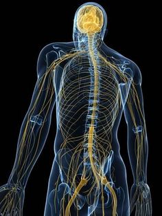 an x - ray view of the back of a person's head and neck