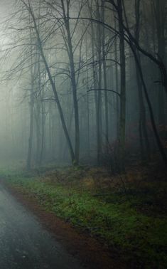 a foggy road in the middle of a forest