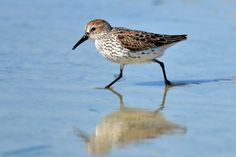 a small bird is walking on the sand and reflecting in the water's surface