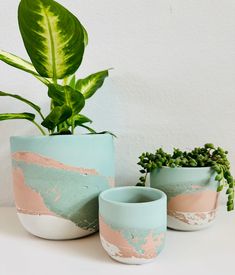 three potted plants sitting next to each other on top of a white countertop