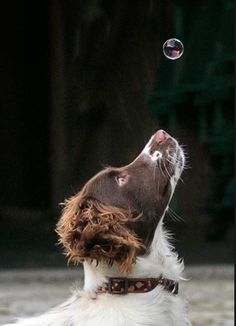 a brown and white dog is playing with a soap bubbles in the air above his head