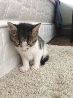 a small kitten sitting on top of a white bed