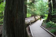 a woman walking down a wooden path in the woods next to large trees and huge logs