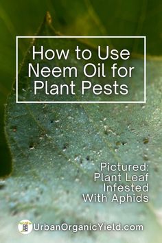 a close up of a leaf with the words how to use neem oil for plant pests