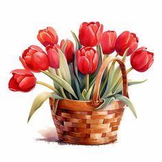 a painting of red tulips in a wicker basket on a white background