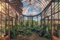 an abandoned greenhouse with plants growing inside