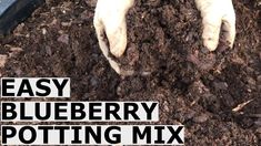 hands in dirt with text reading easy blueberry potting mix on the bottom right