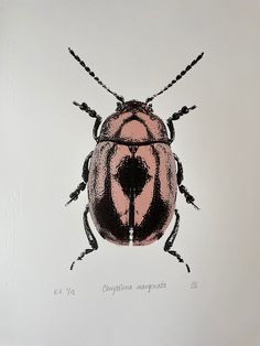 a drawing of a pink bug on a white surface with black lines and dots around it