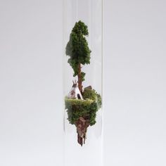 a small tree in a glass tube with rocks and trees inside it, as seen from above