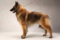 a german shepherd dog on a leash standing in front of a gray background with its mouth open