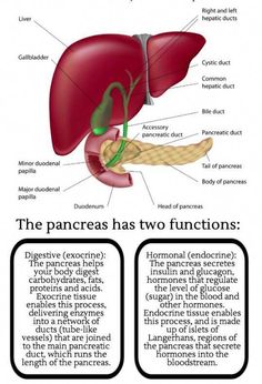 the anatomy of the liver and its functions