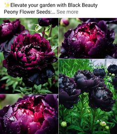 several pictures of purple flowers with water droplets on them, and the words black beauty below