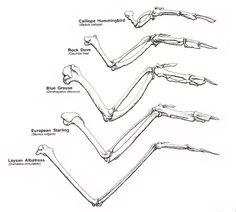 an image of bones and their major skeletal systems in the human body, including the lower limb