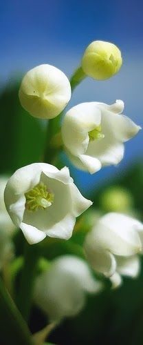 small white flowers with green stems in the foreground and blue sky in the background