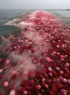 the flowers are floating in the water and being blown by the boat's wake