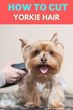 a yorkshire terrier getting his hair cut with text overlay that reads how to cut yorkie hair