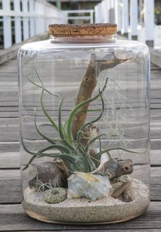 an air plant in a glass container with rocks and sand