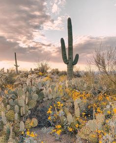 a large cactus in the middle of a desert with yellow flowers and trees around it