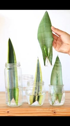 Snake Plant In Water, Plant In Water, Tanaman Air