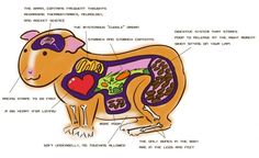 an animal labeled in the body and parts of it's external structure, including its heart