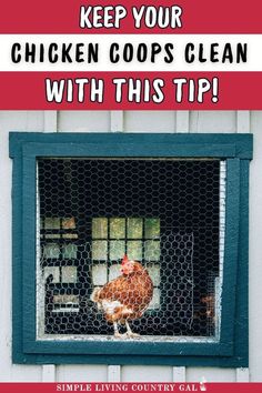 a chicken in a cage with the words keep your chicken coops clean with this tip